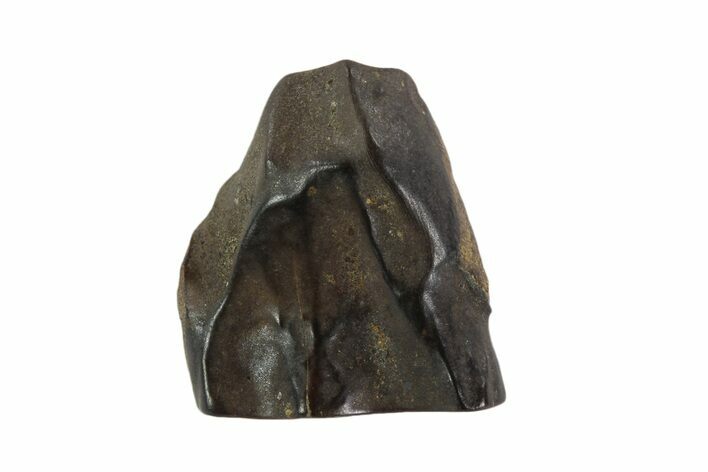 Triceratops Shed Tooth - Montana #93158